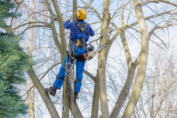 Tree Services