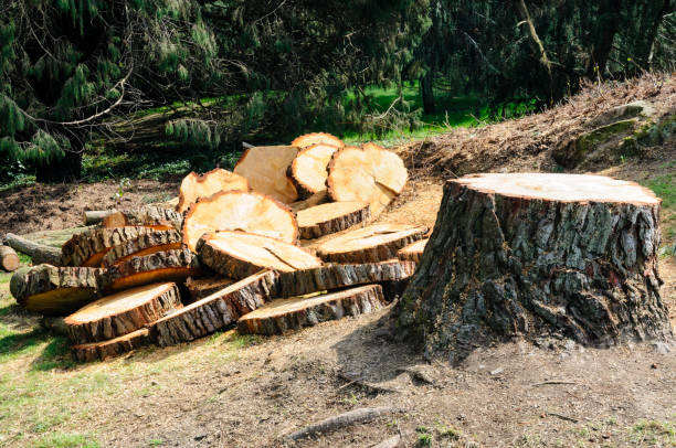 Best Tree Removal Service  in Glasgow, MO